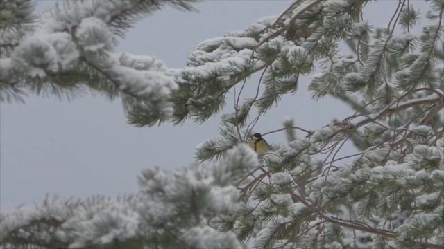 Зимние зарисовки. Снег смотреть онлайн