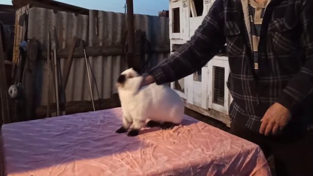 Калифорнийский самец стойка. смотреть онлайн