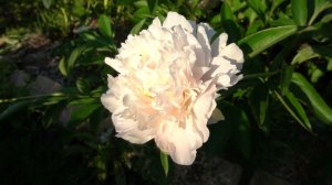 ПИОН МЭДИЛОУН.- MADYLONE -Ван Лун,  1966 г.