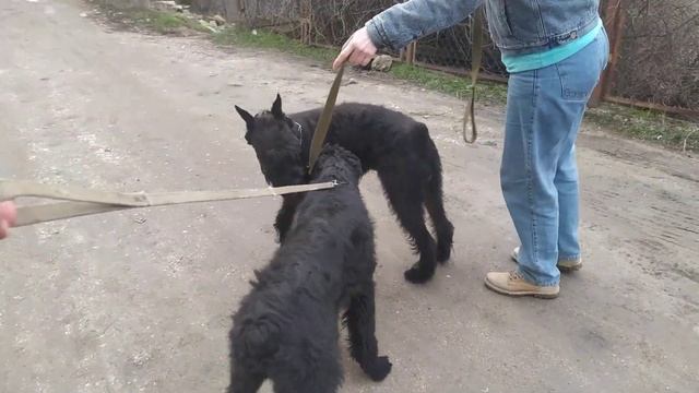 Знакомство Роман-Кош Хьюго Баскервиль с братом Роман-Кош Хорс Винер Сан. 1год. 28.01.24.Сев-ль смотреть онлайн