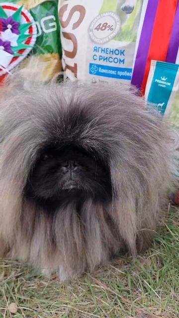 best of the best #spitz #шпиц #pomeranian #pekingese #пекинес #собака #dogshow #померанскийшпиц#dog смотреть онлайн