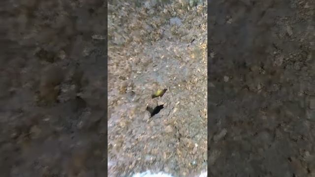 Megasoma elephas elephas幼蟲前蛹觀察 смотреть онлайн