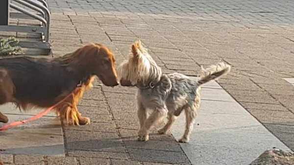 Dog, Hund, Собака , 狗 Prinz 狗吠,dog begs, Собака лает и гавкает Yorkshire Hunde Spiel