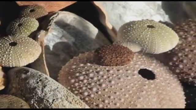 Sea shells Natural Wonders Episode 7 смотреть онлайн