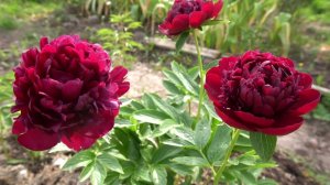 Черномор - Горобец В.Ф. 2013г