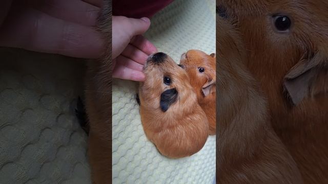 Мальчишечки ♥ питомник морских свинок "Мармеладки" https://vk.com/club224849152 смотреть онлайн