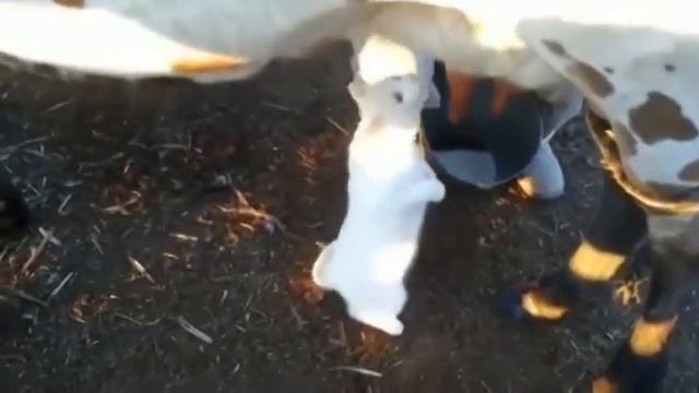 кот который любил свежее молоко смотреть онлайн