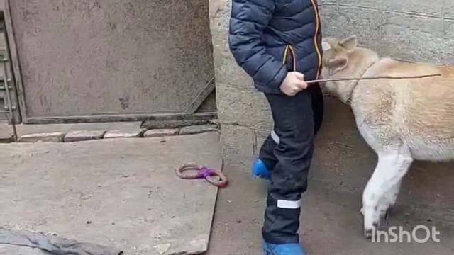 Игры со Снежком