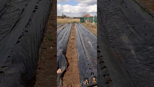 Полевые работы на клубнике. Второе кормление.