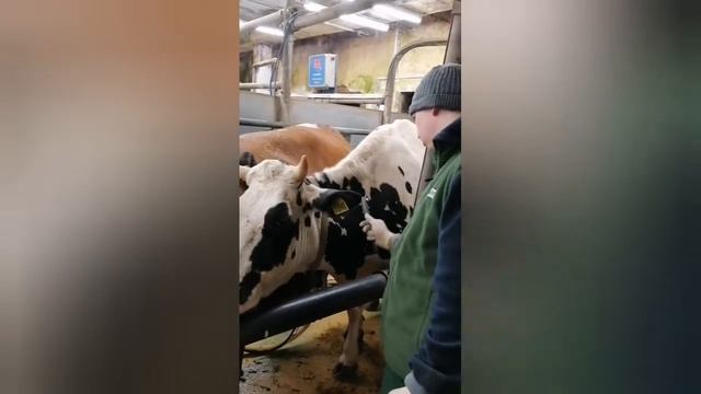 Туберкулінізація ВРХ – запорука профілактики туберкульозу