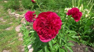 Пион Искра Надежды -  Акимов, 1975, Россия.