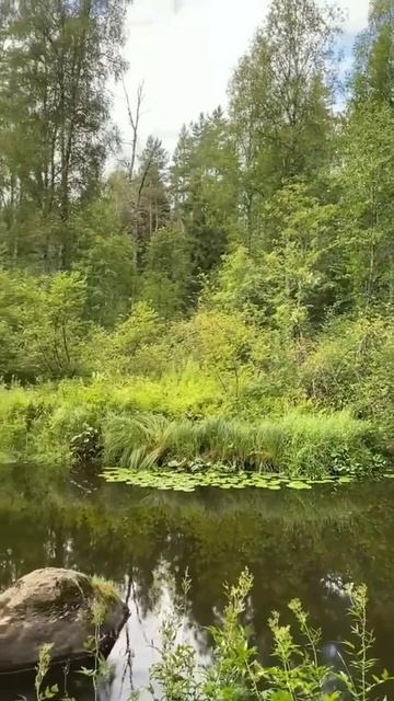 Forest/ River/ Wild/ лес/ река/ дикая природа