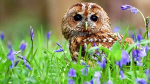 Живет повсюду красота, Марина Шахова