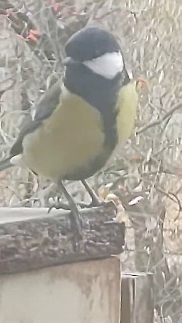 Tit Videos Синица видео तैसा वीडियो