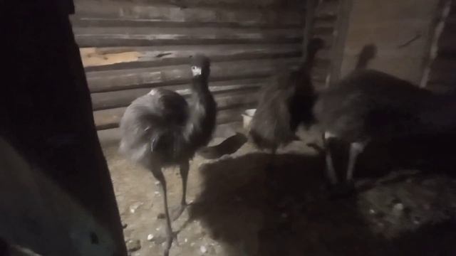 шпиц заболел первый птенец в этом году