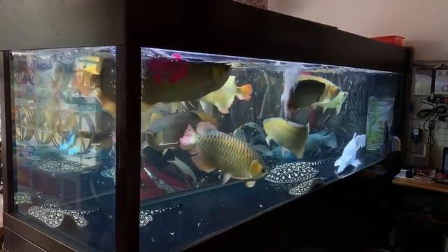 Feeding 9 Monster Arowana Fish | Beautiful Arowana Tank Mates смотреть онлайн