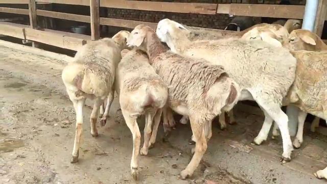 Ауган козы саулыктар сатылады 10 айлык ☎️ 998670442 смотреть онлайн