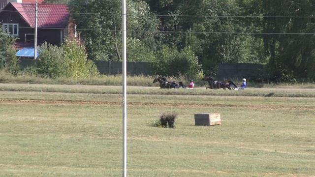 5 Раменский ипподром 11.08.18 - Лошади рожд. 2015г. орловской породы смотреть онлайн