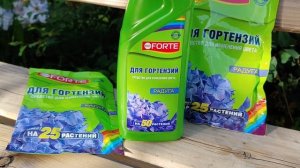 Как изменить цвет гортензии. Голубая, синяя, фиолетовая гортензия: важные условия окрашивания, сорт