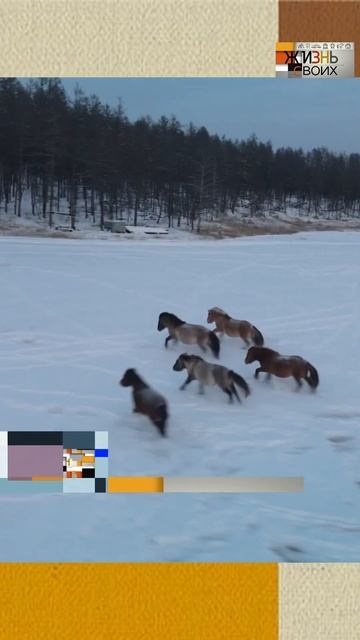 Якутские лошадки. Сюжет программы «Жизнь своих» #Первыйканал смотреть онлайн