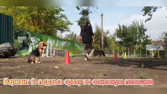 Выдержка в сидеть и подзыв 5 метров. Ралли обидиенс в Украине смотреть онлайн