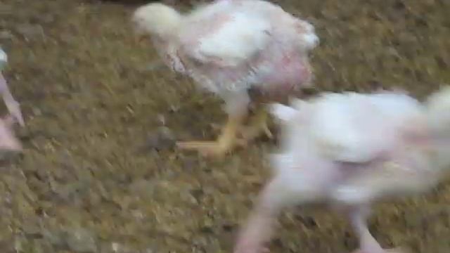 pollo 21 dias macho cobb 500 смотреть онлайн
