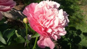 Faithful Dream (Фэйсфул Дрим) - Stanek 2014