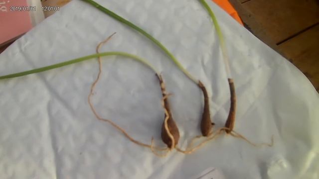 Baby spider lilies (Lycoris radiata?) смотреть онлайн