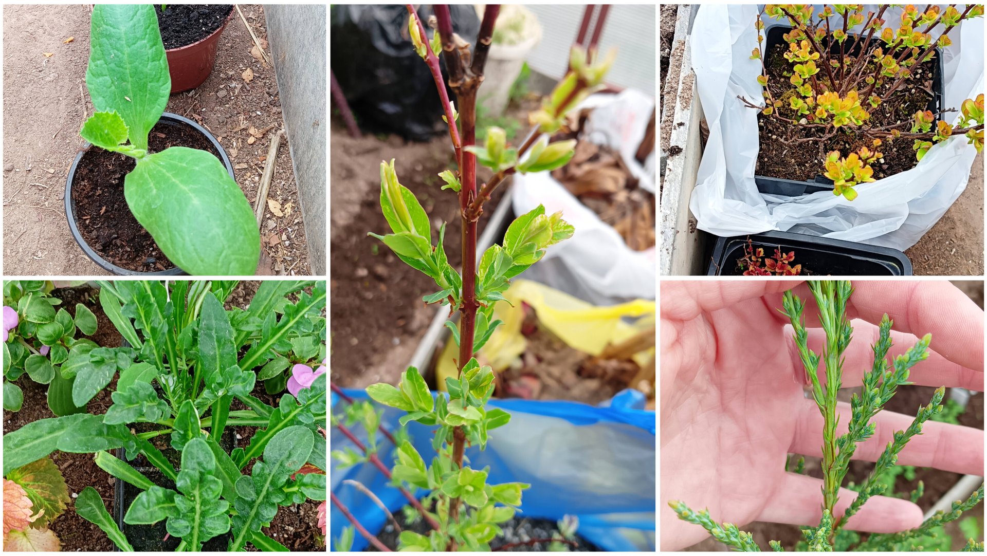 Готовлюсь к морозам. Новости из теплицы.Сразу несколько новых растений в сад. Съездила в питомник. смотреть онлайн