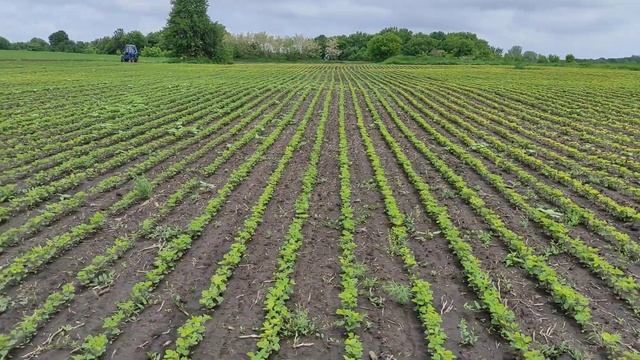 Класична соя по грядках пожовтіла, що буде далі і чого від неї очікувати? смотреть онлайн