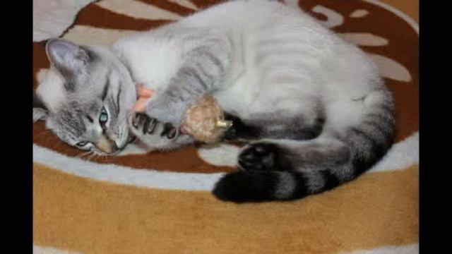 Циля смотреть онлайн