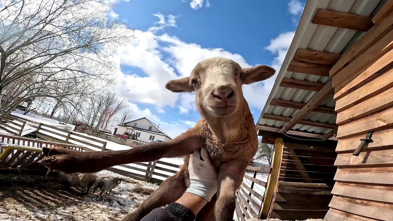 Их так съедят дикие звери ! Избавился от хлама ! ХУТОР В ЛЕСУ №661 смотреть онлайн