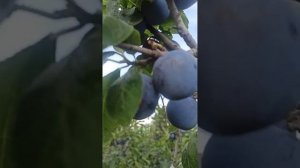 Ренклод Советский в саду  у Тоторова.