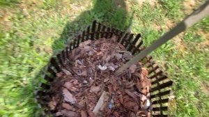 Актинидия в Подмосковье