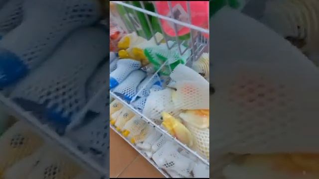 МАГАЗИН СО СЛОНИКОМ )))) смотреть онлайн