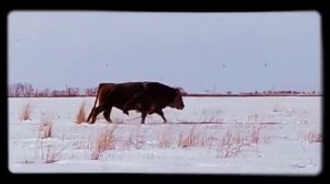 Режим быка