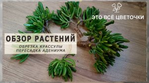 Обзор растений. Пересадка адениума. Обрезка крассулы.