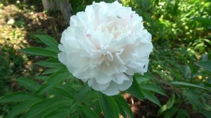 пион   Сережа - (Миронова, Кравченко, Реут, 2012).