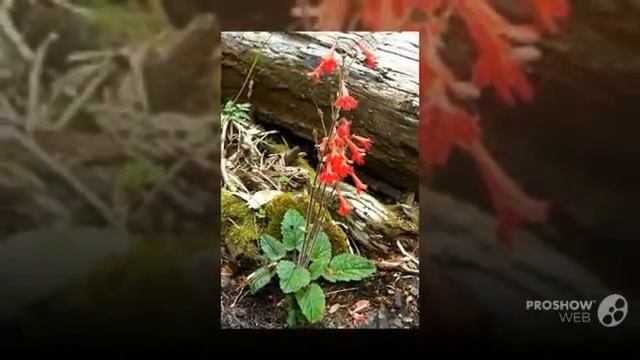Ourisia - garden plants смотреть онлайн
