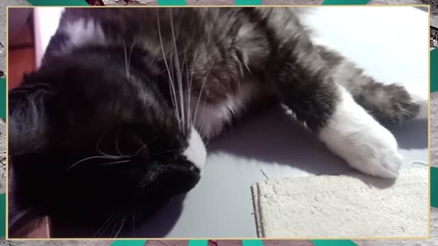 Вентилятор для кошки