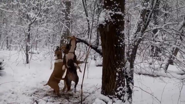 амстаффы Ценный Приз, "новогодние игрушки" смотреть онлайн