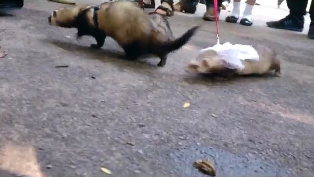 День Хорька смотреть онлайн