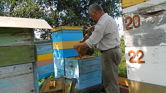 Пчеловодство bee(На пасеке Измайлова) смотреть онлайн