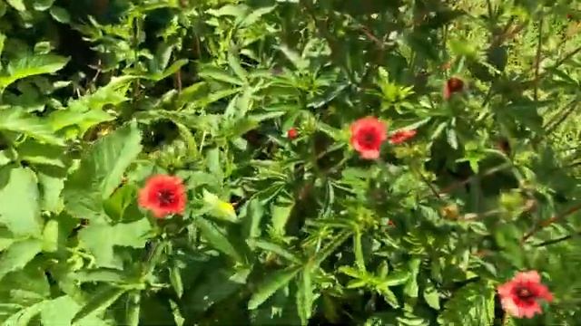 Показываю цветущий сад и газон часть (2)