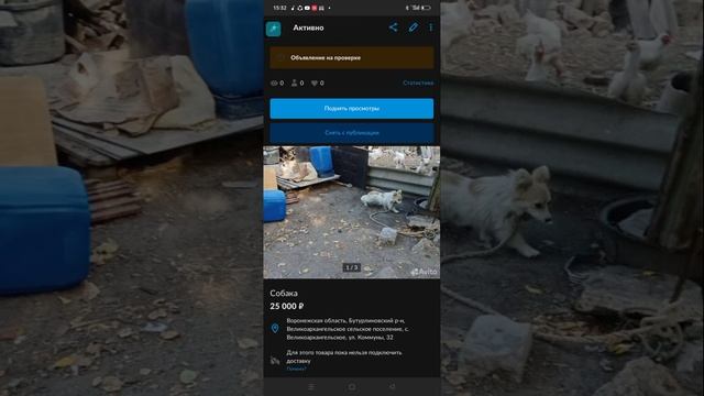 продам шпица смотреть онлайн