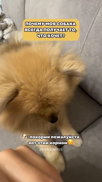 Собаки не умеют говорить, но это не мешает им общаться с нами🐶