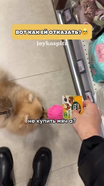 Мы для них целый мир💔🥺 #шпиц #минишпиц #собака #видеосживотными смотреть онлайн