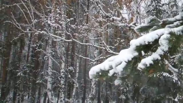 выпуск ястреба-тетеревятника смотреть онлайн