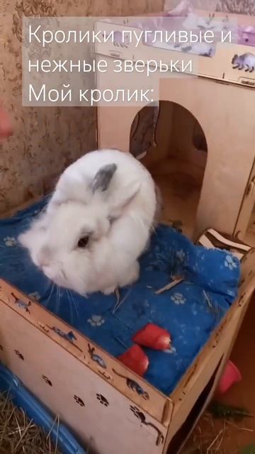 Самый злой кролик