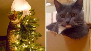 Тайны кошачьего мышления